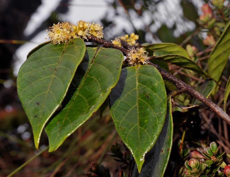 Prunus arborea